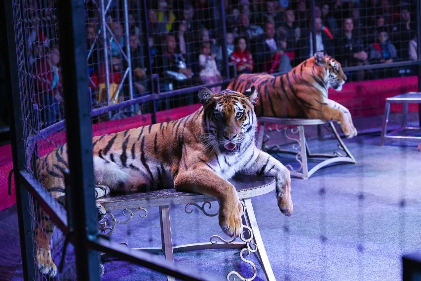 https://cdn.intickets.ru/sites/default/files/gallery_image/93198d66-4d29bf36-239da746.jpg